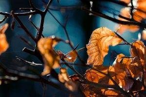 leaves, Nature, Depth Of Field, Fall, Twigs