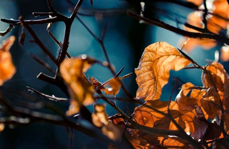 leaves, Nature, Depth Of Field, Fall, Twigs HD Wallpaper Desktop Background