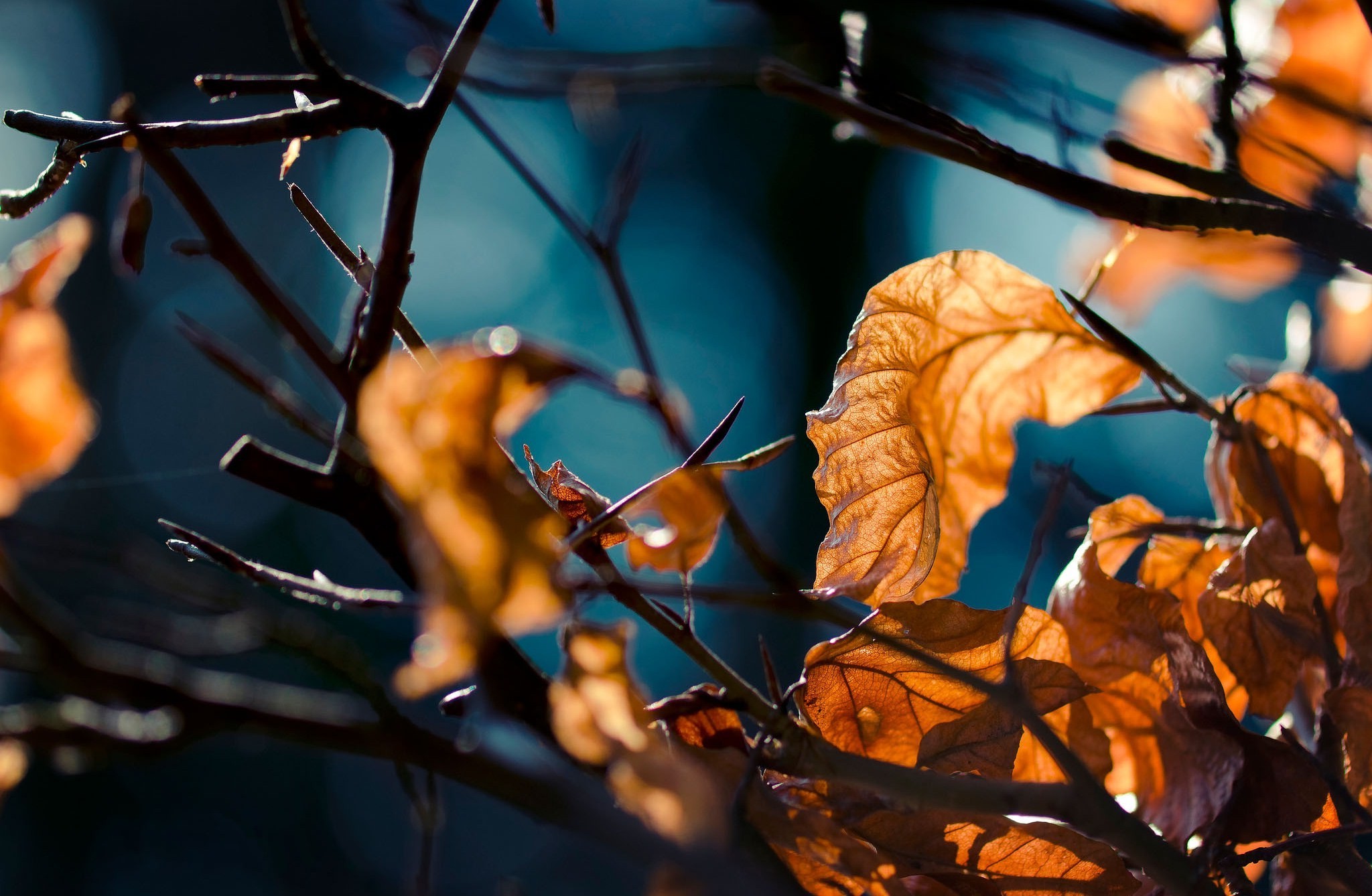 leaves, Nature, Depth Of Field, Fall, Twigs Wallpaper