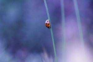 nature, Macro, Ladybugs, Grass