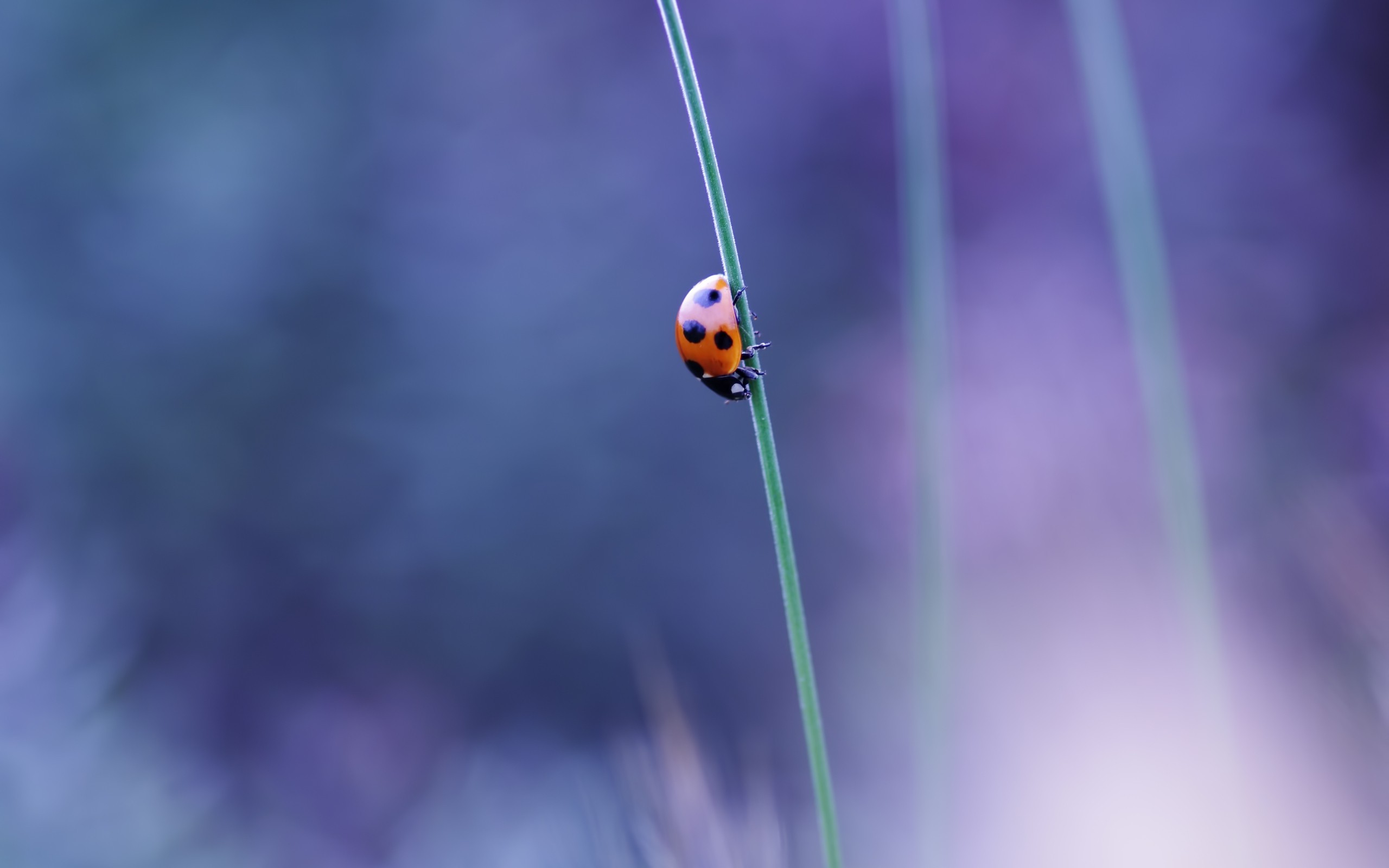 nature, Macro, Ladybugs, Grass Wallpaper