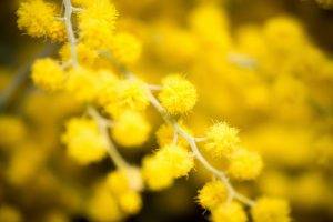 nature, Flowers, Macro, Yellow Flowers, Mimosa