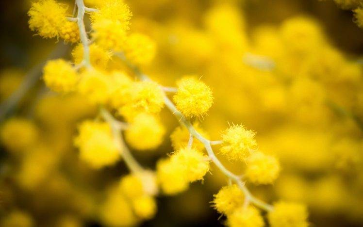 nature, Flowers, Macro, Yellow Flowers, Mimosa HD Wallpaper Desktop Background