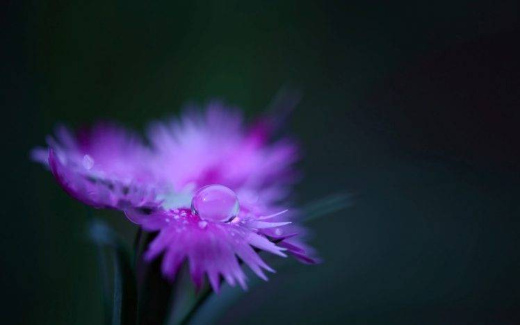 nature, Flowers, Macro, Purple Flowers HD Wallpaper Desktop Background