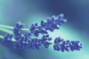 nature, Flowers, Macro, Lavender
