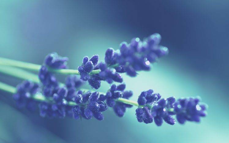 nature, Flowers, Macro, Lavender HD Wallpaper Desktop Background