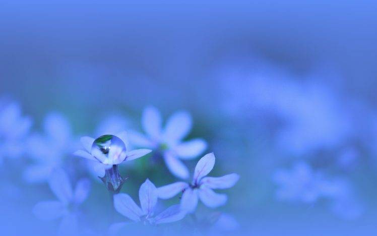 nature, Flowers, Macro, Water Drops HD Wallpaper Desktop Background