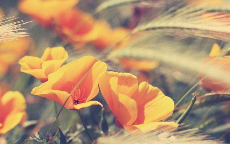 flowers, Macro, Nature HD Wallpaper Desktop Background