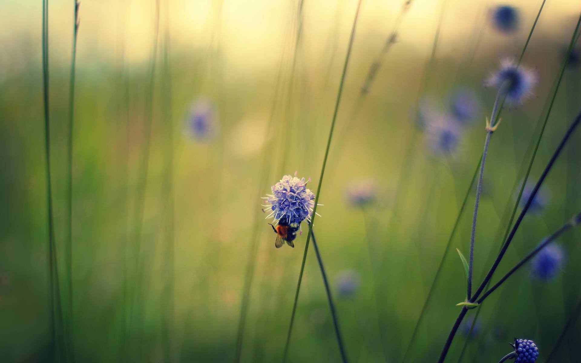 flowers, Macro, Nature, Insect, Bees, Blue Flowers Wallpaper