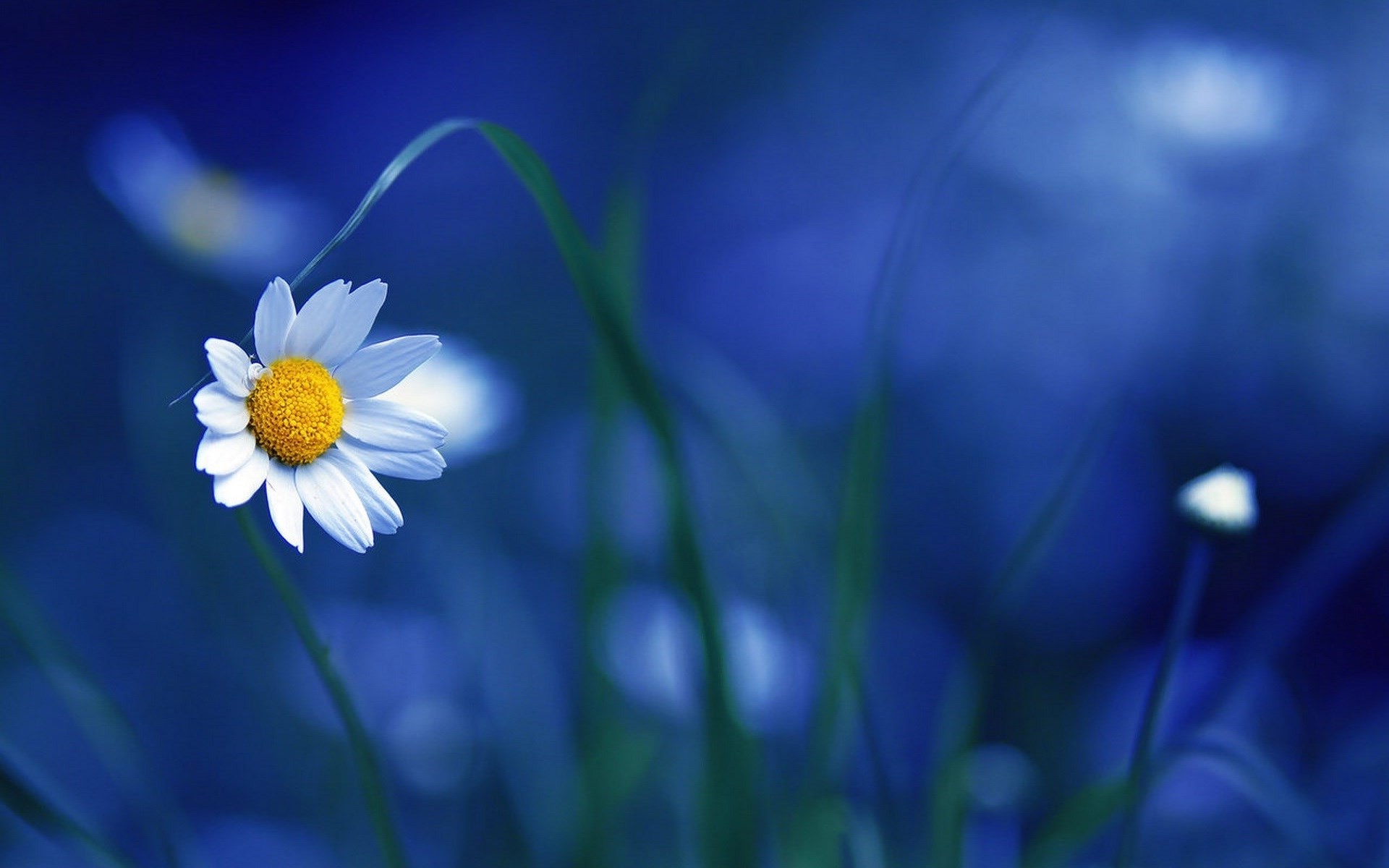 flowers, Macro, Nature, Blurred Wallpapers HD / Desktop and Mobile  Backgrounds