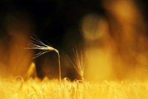 macro, Nature, Blurred, Wheat, Depth Of Field