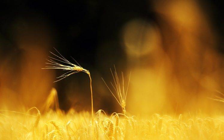 macro, Nature, Blurred, Wheat, Depth Of Field HD Wallpaper Desktop Background