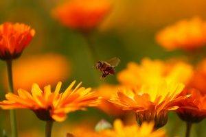 flowers, Macro, Nature, Blurred, Bees