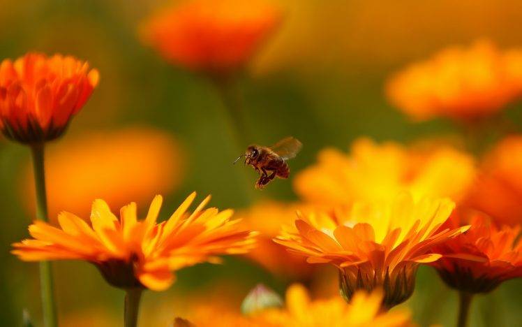 flowers, Macro, Nature, Blurred, Bees HD Wallpaper Desktop Background