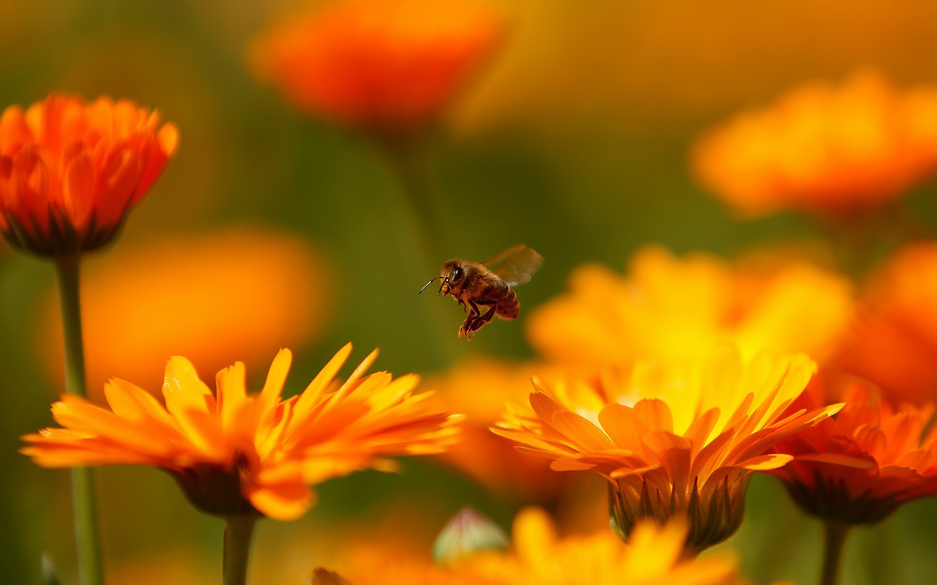flowers, Macro, Nature, Blurred, Bees Wallpaper