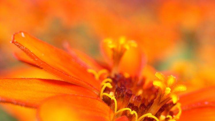 flowers, Macro, Nature, Blurred HD Wallpaper Desktop Background