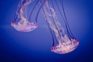 Medusa, Animals, Underwater, Jellyfish