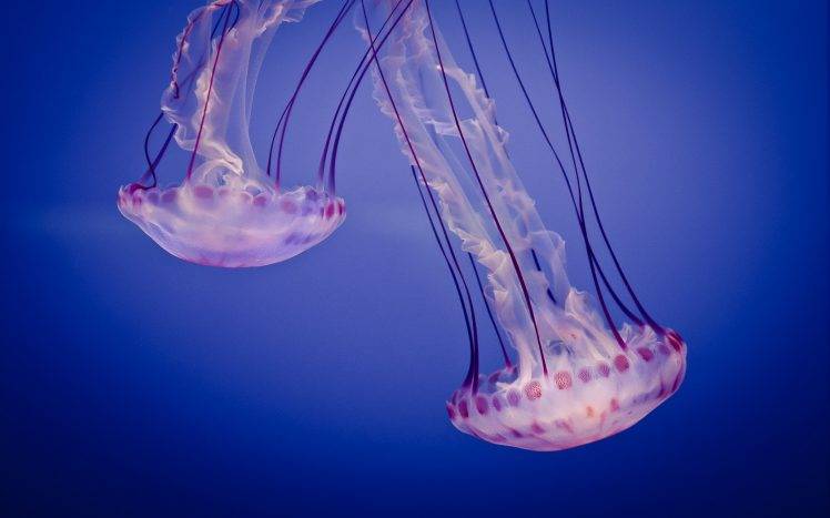 Medusa, Animals, Underwater, Jellyfish HD Wallpaper Desktop Background