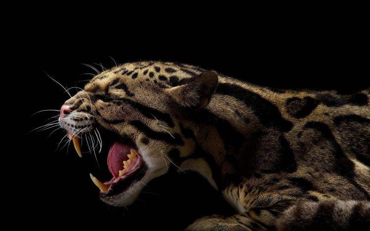 animals, Black, Jaguars HD Wallpaper Desktop Background