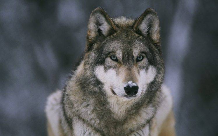 animals, Wolf, Snow HD Wallpaper Desktop Background