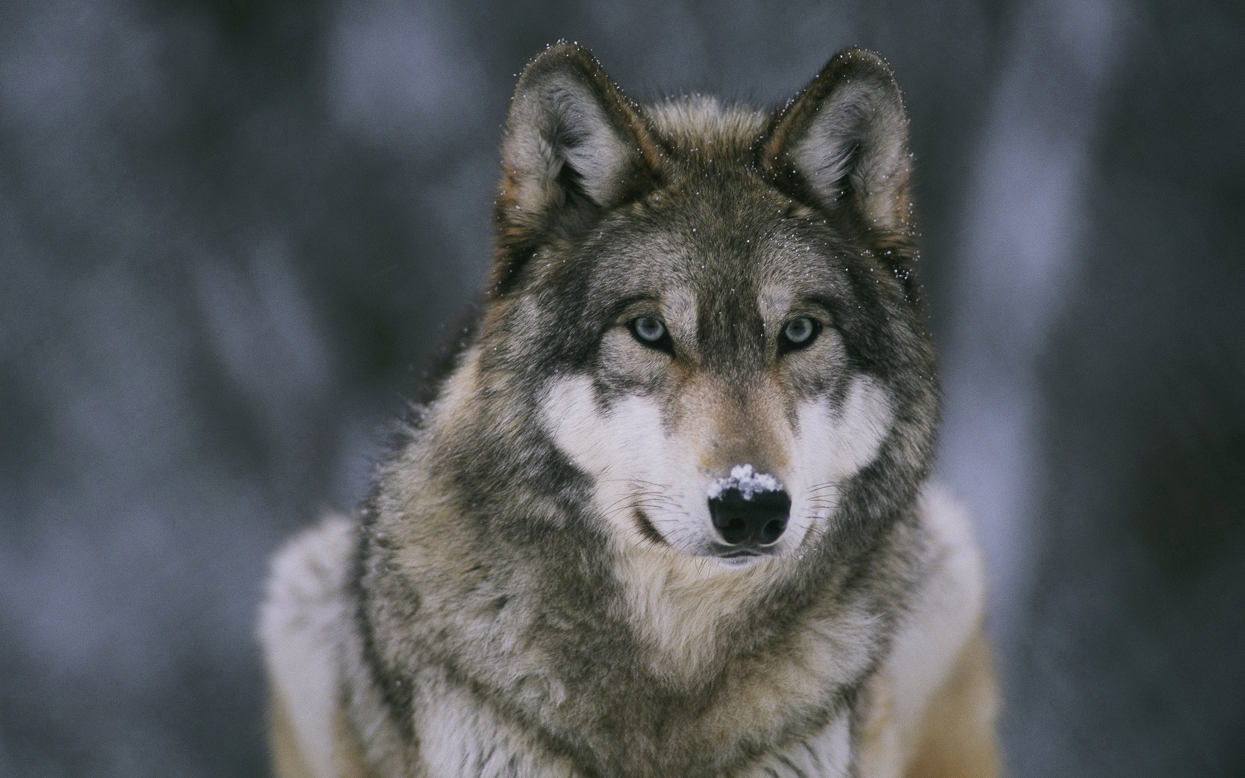animals, Wolf, Snow Wallpaper