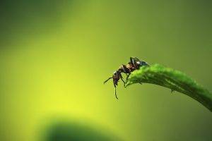 nature, Macro, Ants