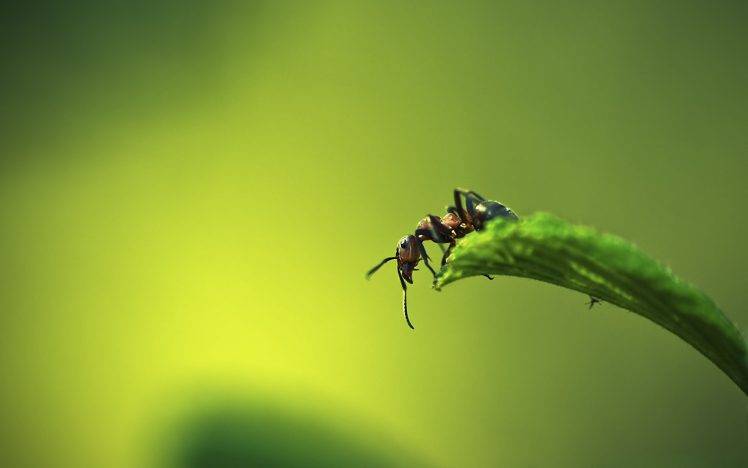 nature, Macro, Ants HD Wallpaper Desktop Background