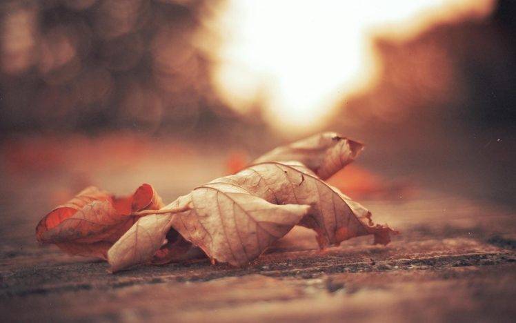 nature, Macro, Leaves, Blurred, Fall, Bokeh, Depth Of Field HD Wallpaper Desktop Background