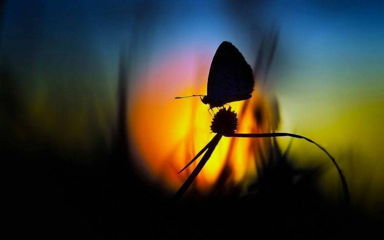 nature, Macro, Flowers, Butterfly, Silhouette HD Wallpaper Desktop Background