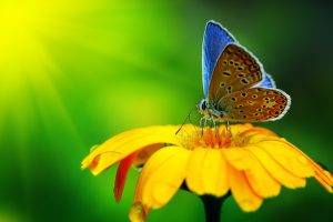 nature, Macro, Flowers, Butterfly
