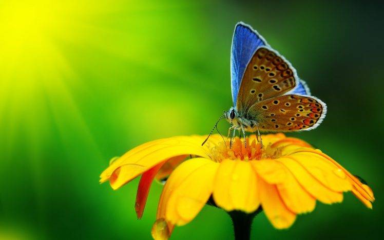 nature, Macro, Flowers, Butterfly HD Wallpaper Desktop Background