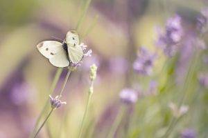 nature, Macro, Flowers, Butterfly
