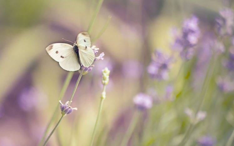 nature, Macro, Flowers, Butterfly HD Wallpaper Desktop Background