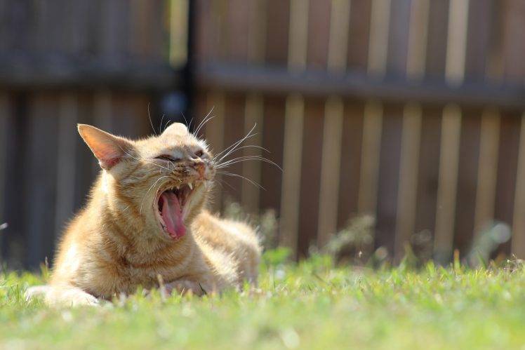 cat, Animals, Grass, Depth Of Field, Yawning HD Wallpaper Desktop Background