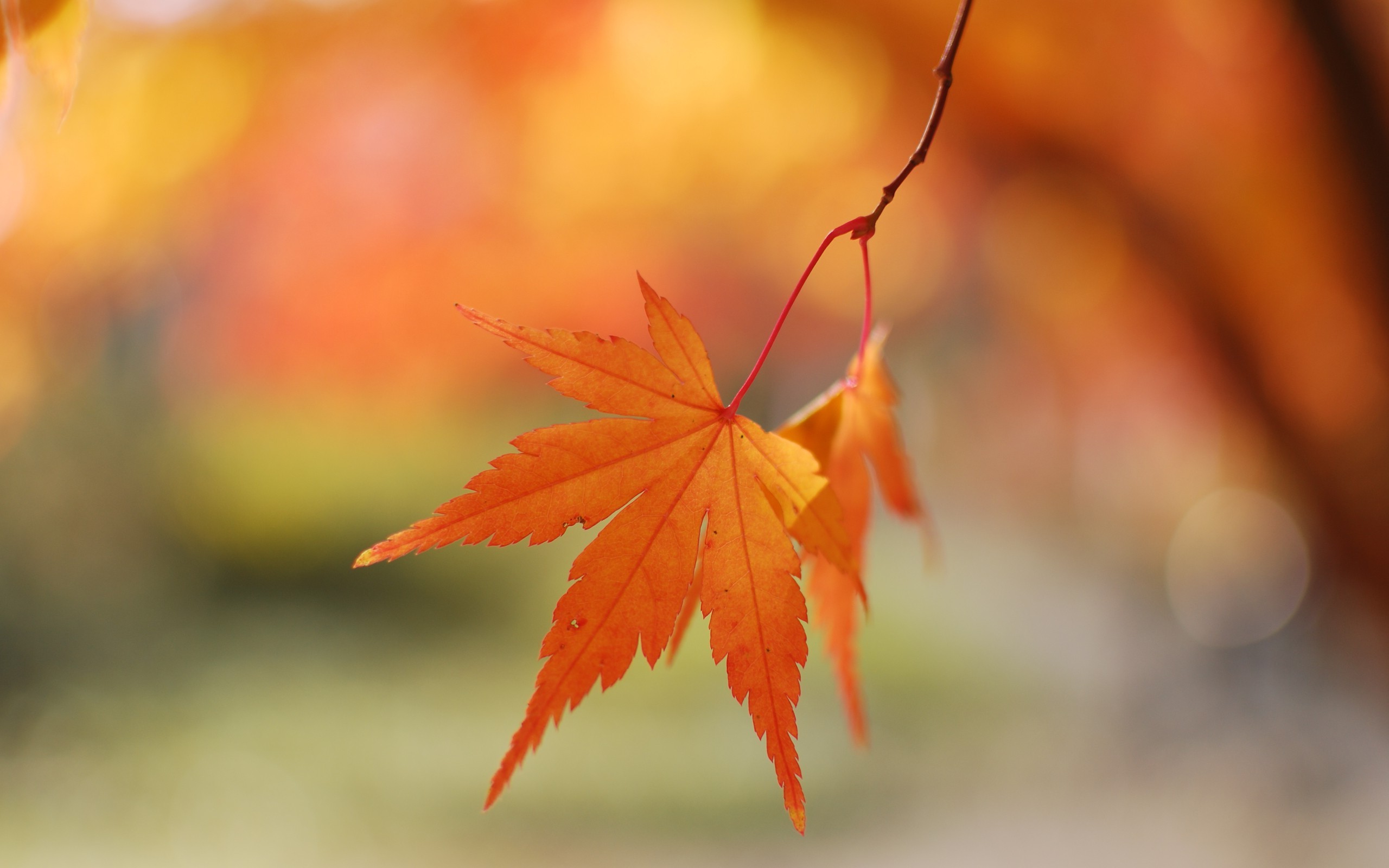 macro, Nature, Leaves Wallpaper