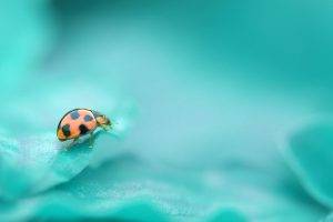 macro, Nature, Leaves, Ladybugs