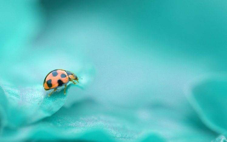 macro, Nature, Leaves, Ladybugs HD Wallpaper Desktop Background