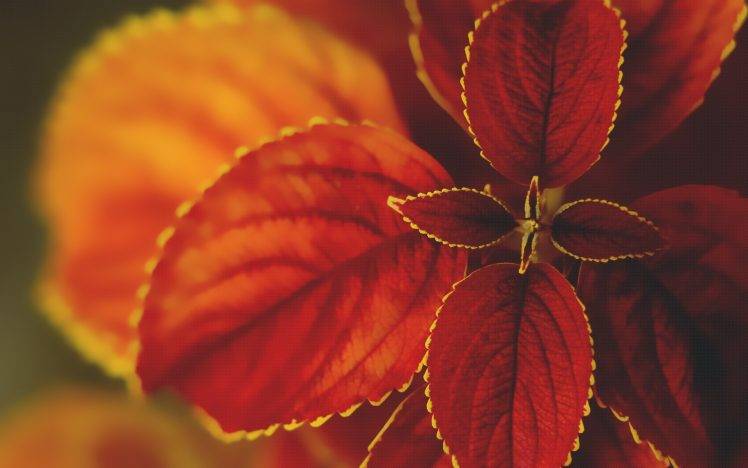 macro, Nature, Leaves, Plants HD Wallpaper Desktop Background