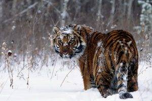 tiger, Snow, Animals