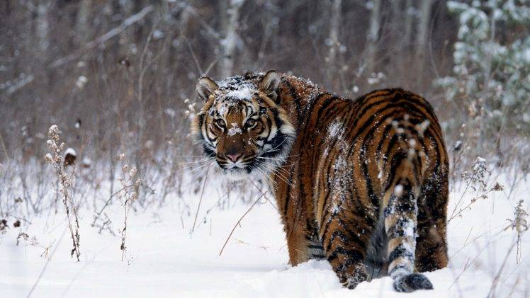 tiger, Snow, Animals HD Wallpaper Desktop Background