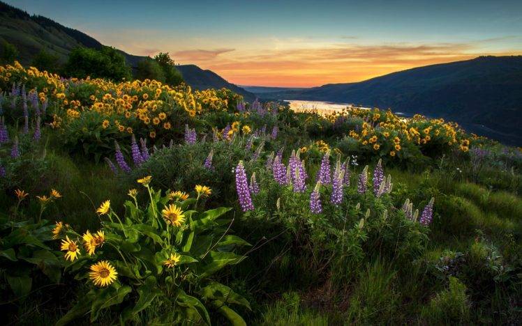 landscape, Nature, Lupines, Sunflowers
