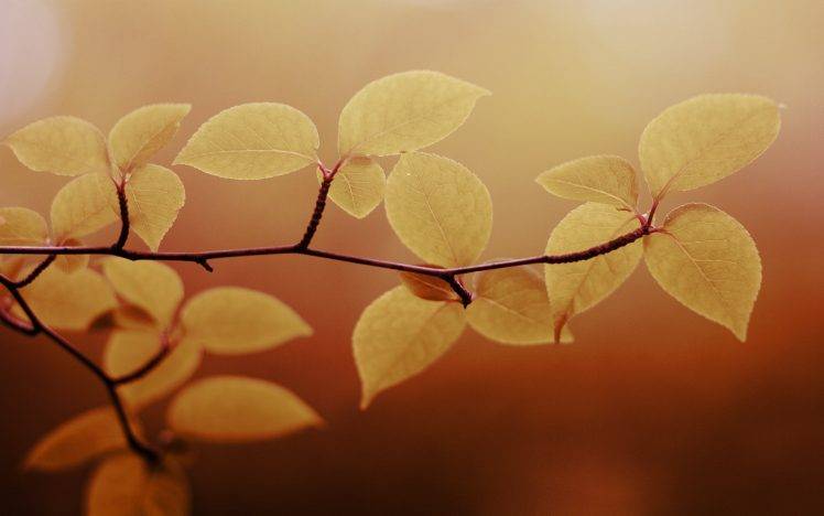 nature, Macro, Leaves, Twigs HD Wallpaper Desktop Background