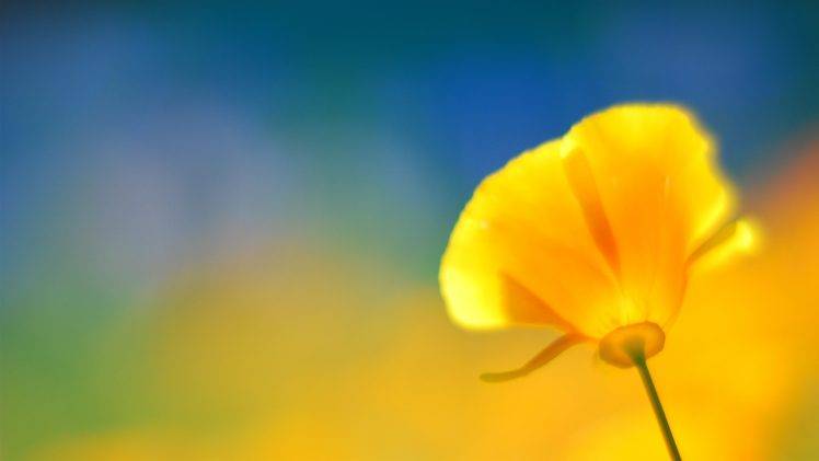 nature, Flowers, Macro, Yellow Flowers, Poppies HD Wallpaper Desktop Background