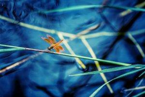 nature, Macro, Insect, Dragonflies