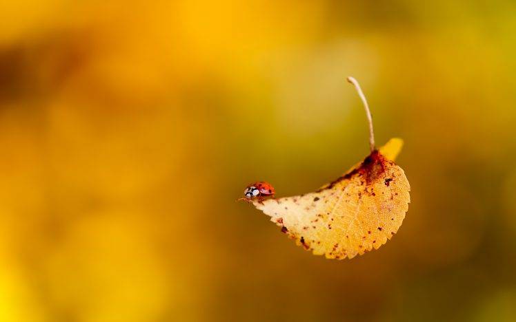 nature, Macro, Leaves, Ladybugs HD Wallpaper Desktop Background