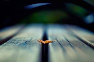macro, Nature, Leaves, Wooden Surface, Depth Of Field