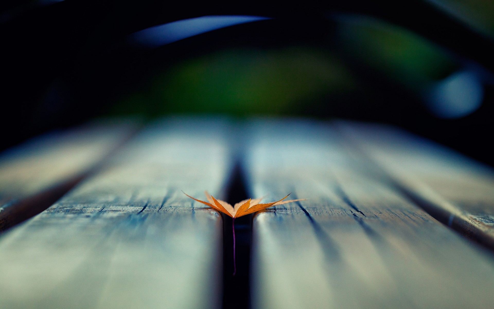 macro, Nature, Leaves, Wooden Surface, Depth Of Field Wallpaper