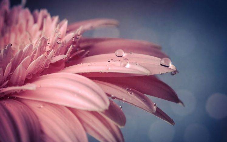 macro, Flowers, Nature HD Wallpaper Desktop Background