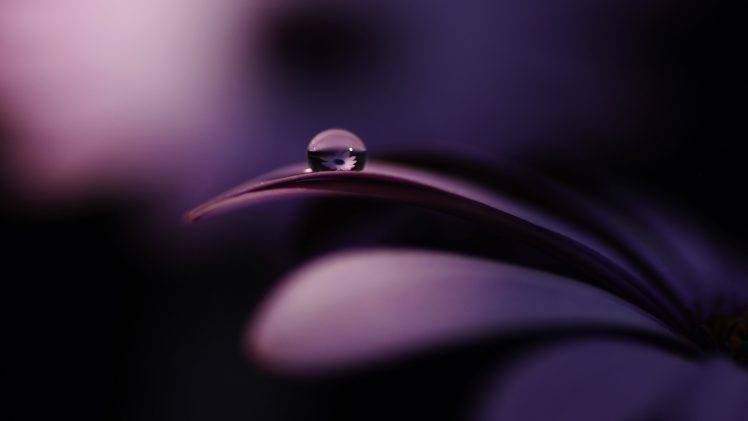 macro, Flowers, Nature, Purple Flowers, Water Drops, Reflection HD Wallpaper Desktop Background