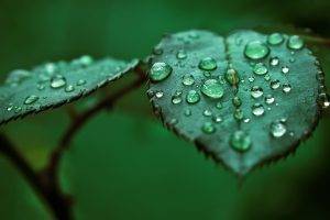 macro, Nature, Leaves, Water Drops